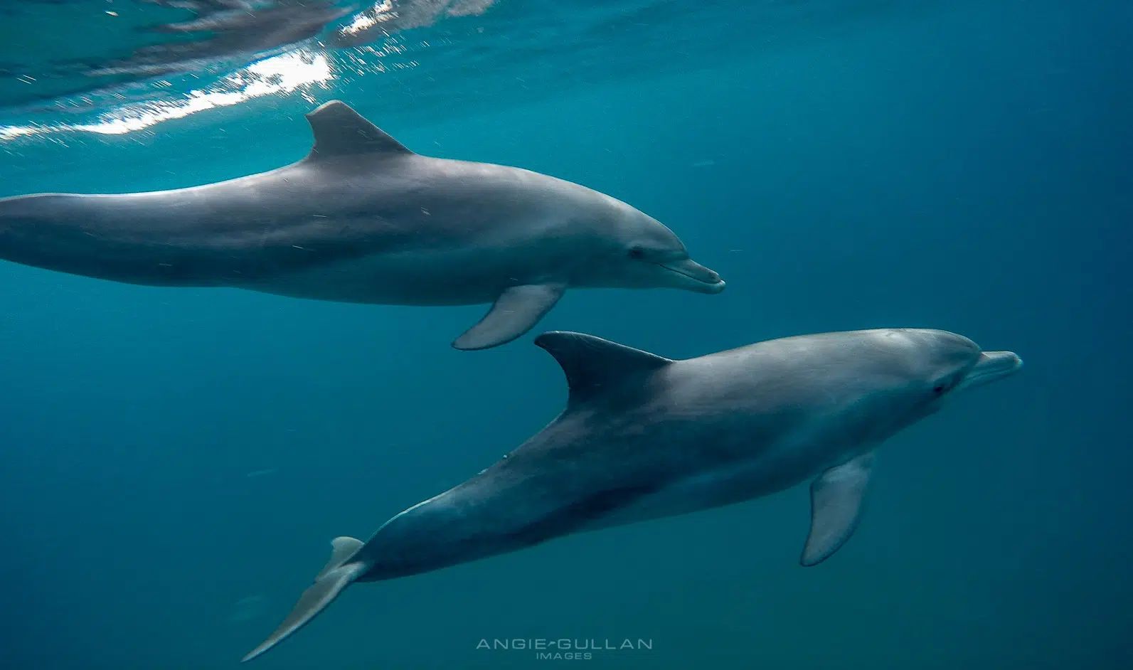 Two dolphins swimming underwater in clear blue ocean water