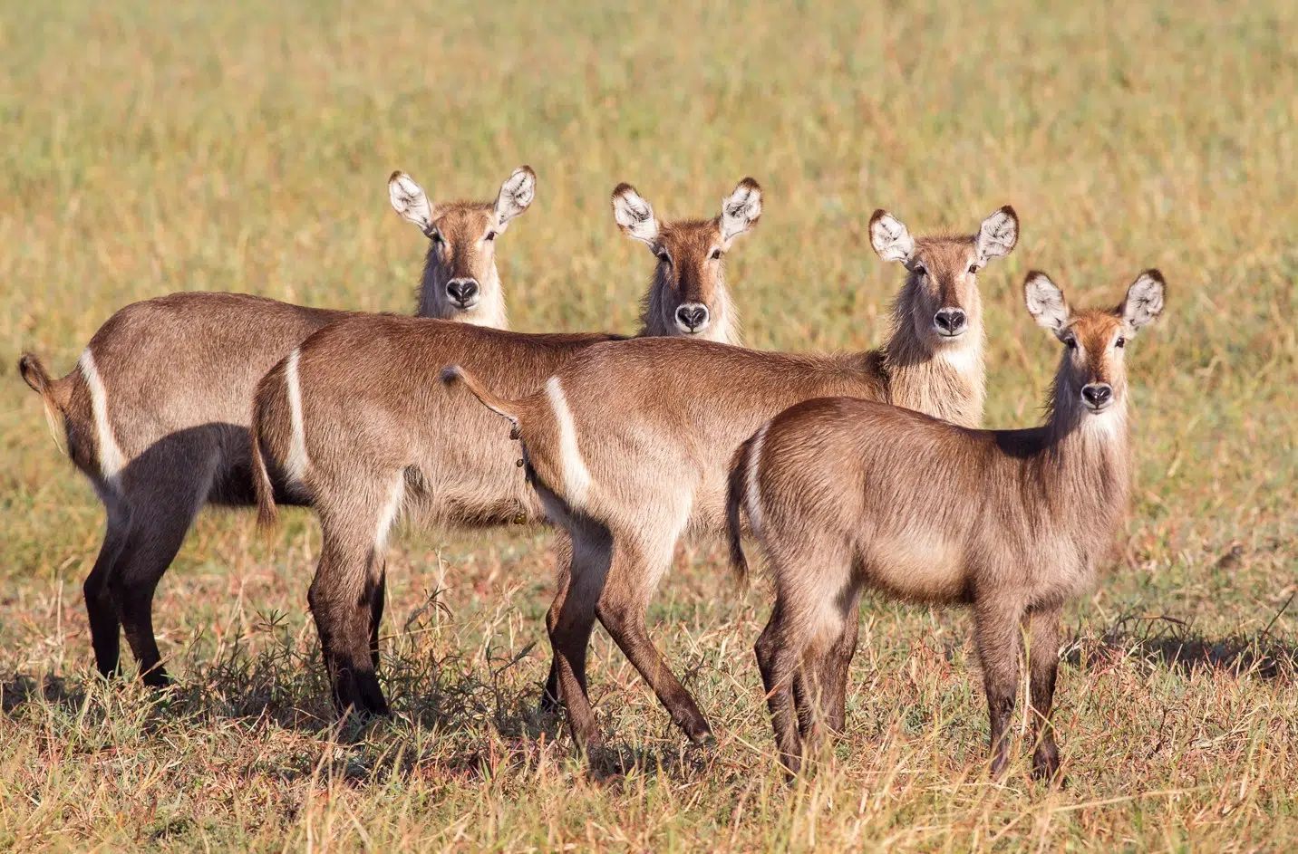 A herd of Waterbuck, distinguished by a ring-like marking on the rump.