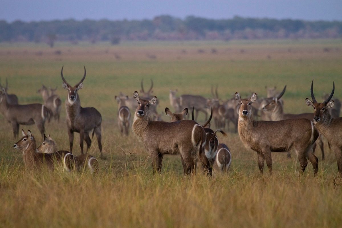 A herd of waterbuck grazing in Gorongosa National Park