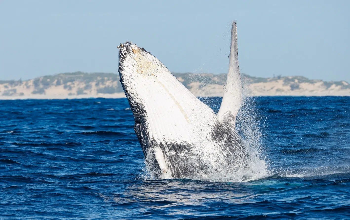 The Humpback whale (megaptera novaeangliae) is one of the most active whales and therefore one of the most sought after to watch seeing as they are known for regularly breaching out the water. ~ Photo Credit @BCSS & Orlando, Miranda+Salvador Colvee.