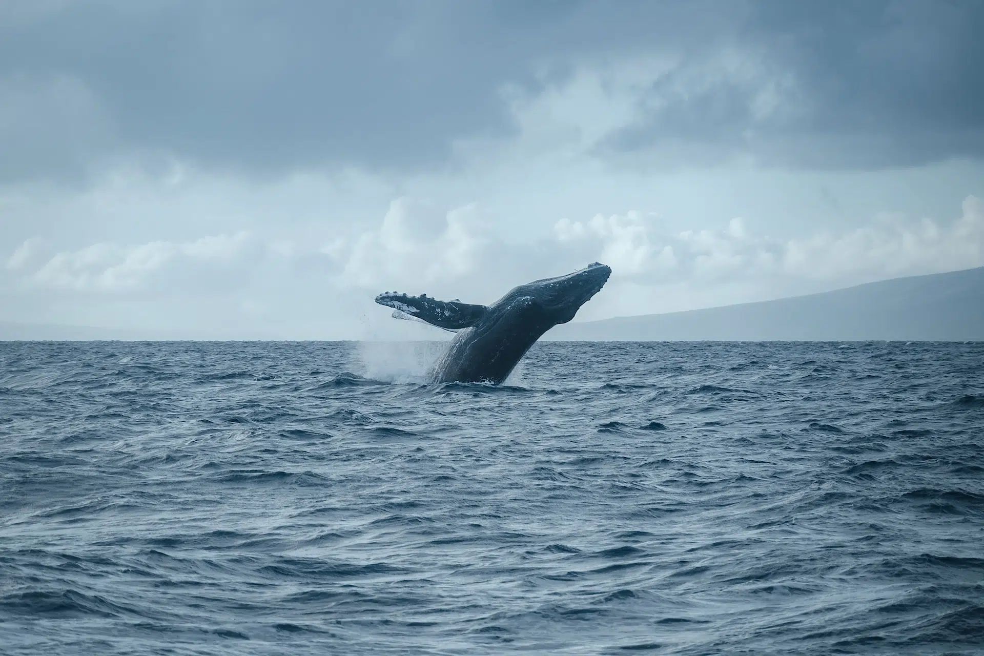 Whale breaching from rough ocean waves under a cloudy gray sky