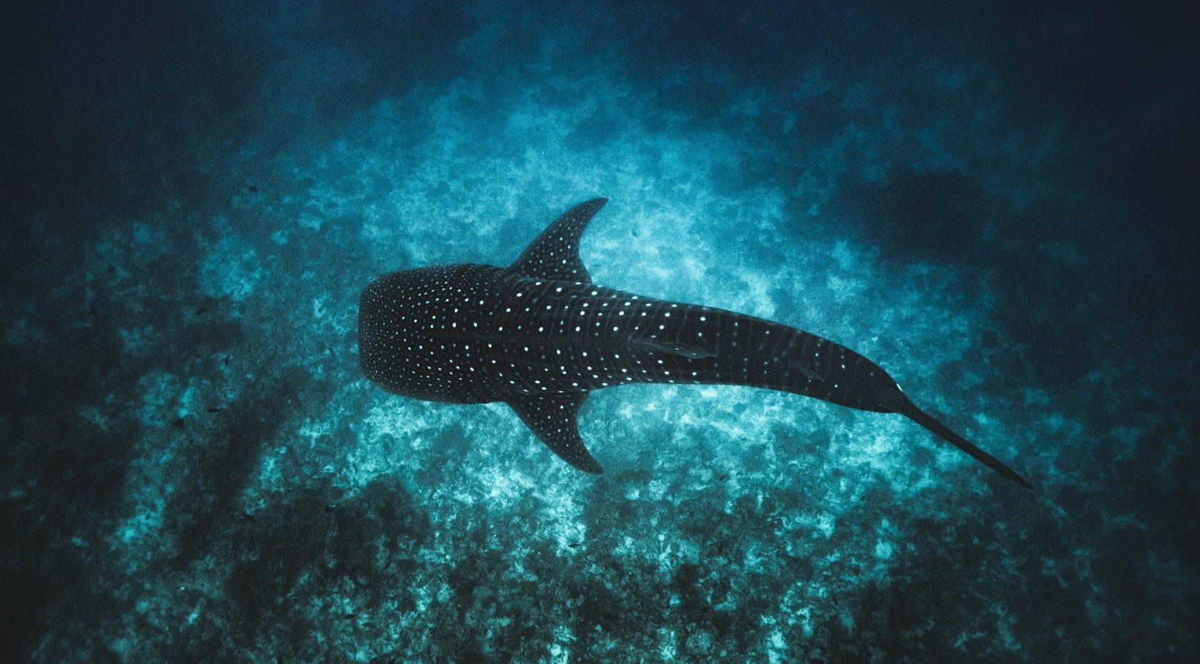 Silhouette of a whale shark swimming over a glowing turquoise ocean background