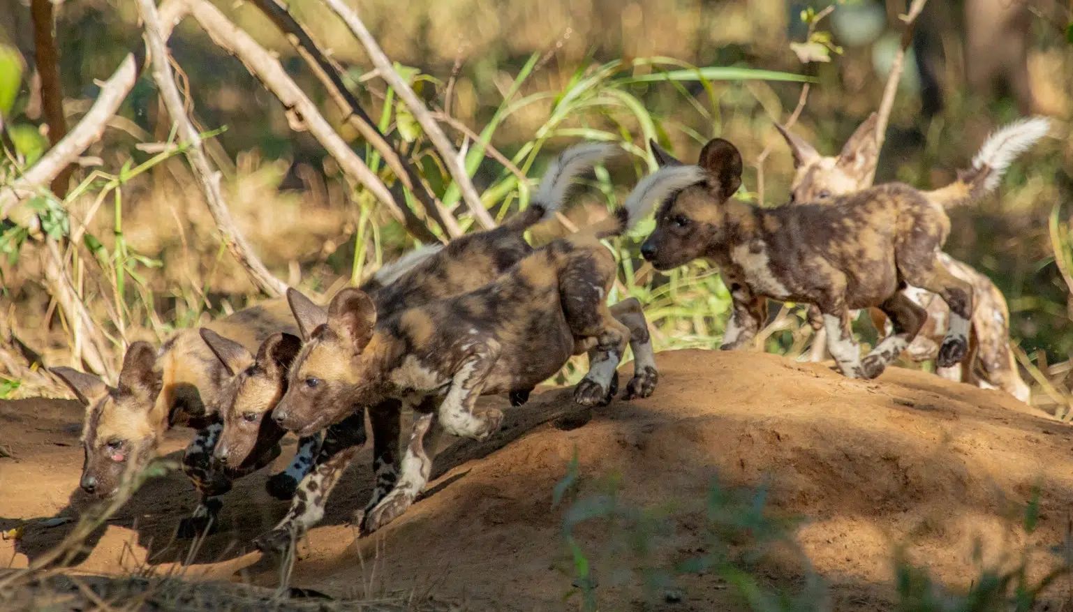 A pack of African wild dogs running through dry grass and dirt.