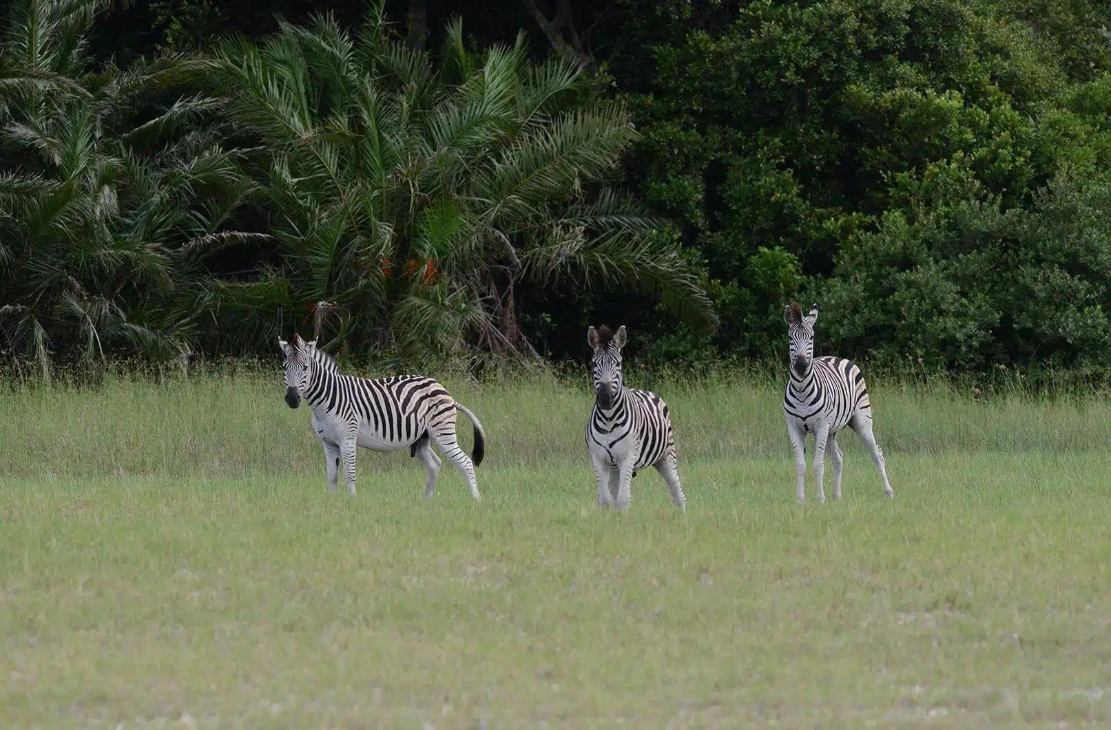 Three zebras standing in a grassy field with dense green trees behind them