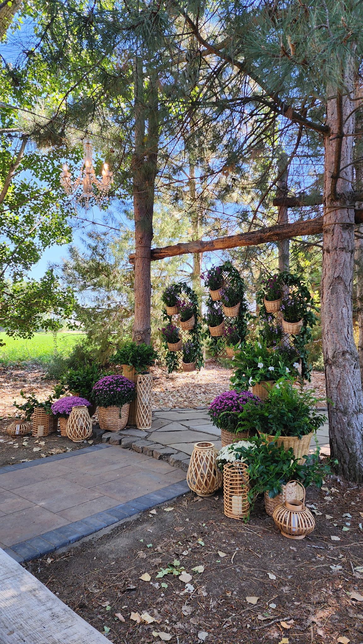 Stone steps in a garden courtyard with potted purple flowers, a trellis, and tall trees overhead