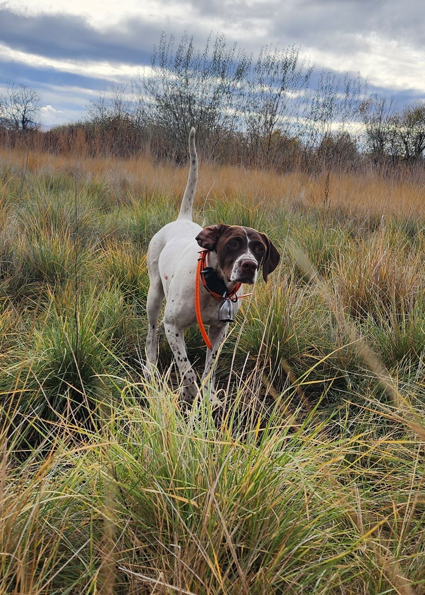 Black-and-white dog wearing an orange harness standing in tall grass under a cloudy sky