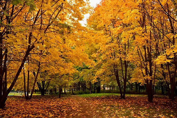 Beautiful trees in the Autumn displaying their golden leaves.