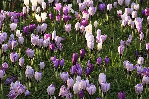 Closeup of crocuses in flower on a spring day.