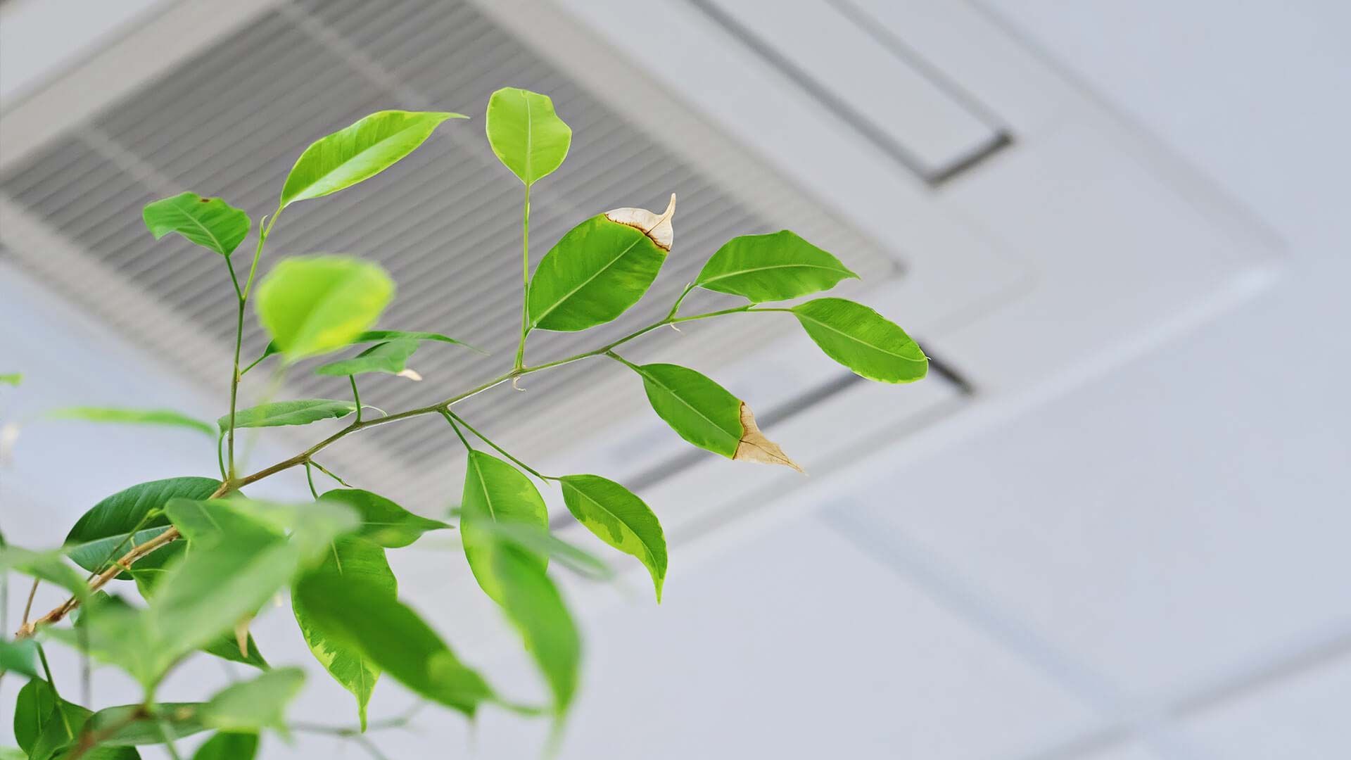 Green plant leaves in front of a white ceiling vent