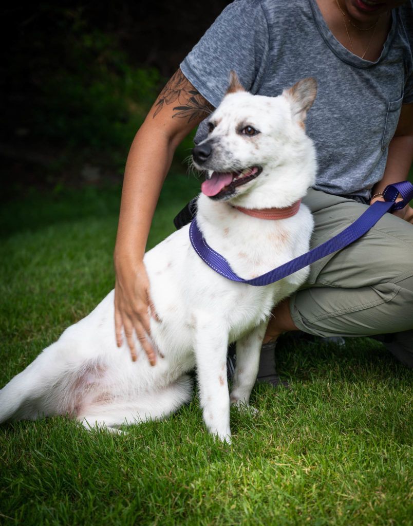 A woman is kneeling down next to a white dog on a leash.