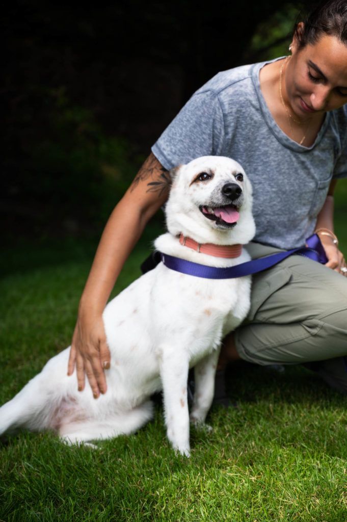 A man is kneeling down next to a white dog wearing a purple collar.