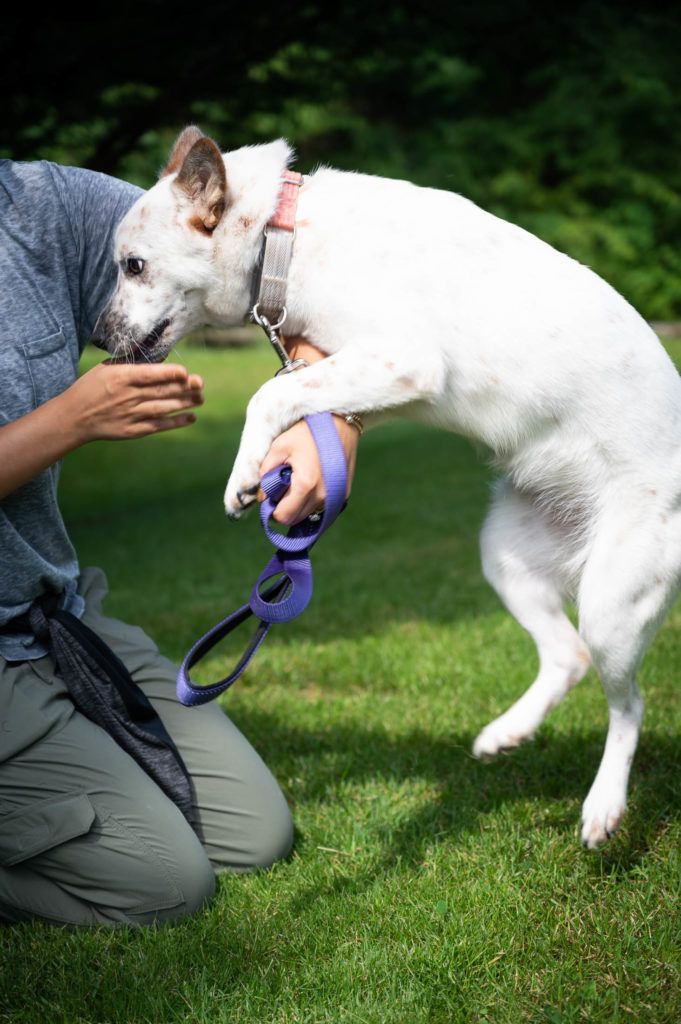 A person is kneeling down next to a white dog on a leash.