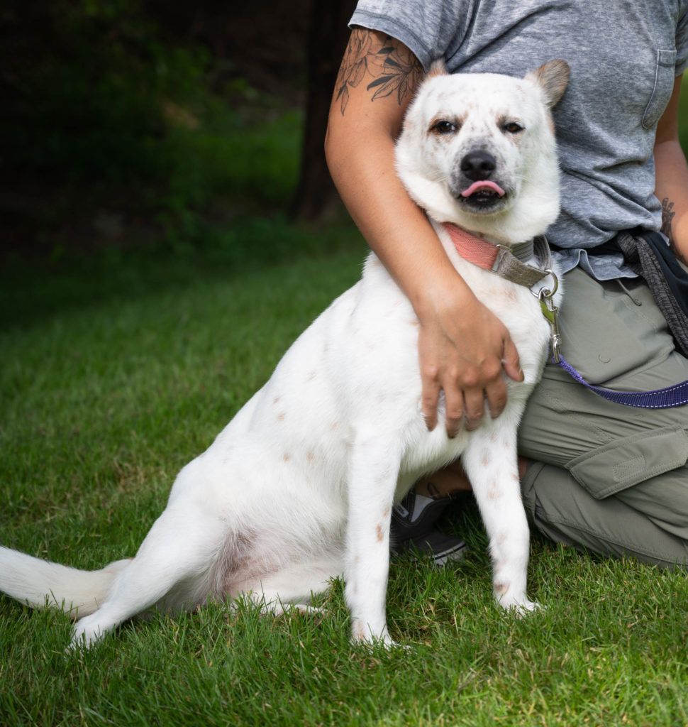 A person is kneeling down next to a white dog