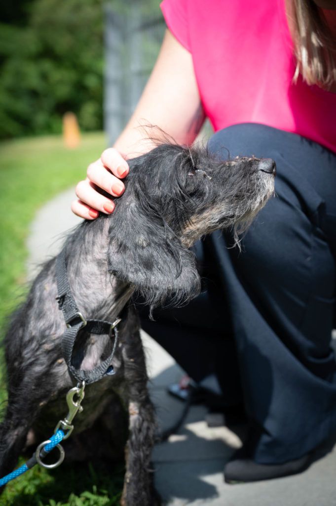 A woman is petting a black dog on a leash.