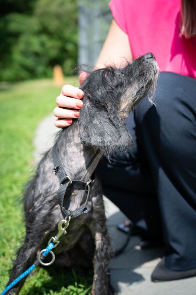 A woman in a pink shirt is petting a black dog on a leash.