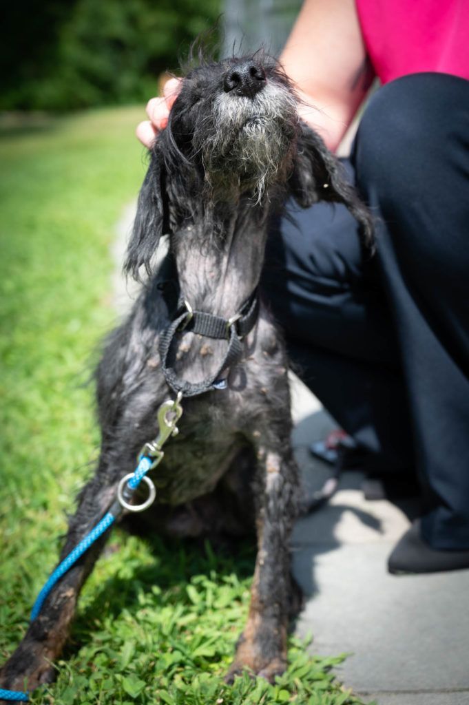 A person is kneeling down next to a dog on a leash.