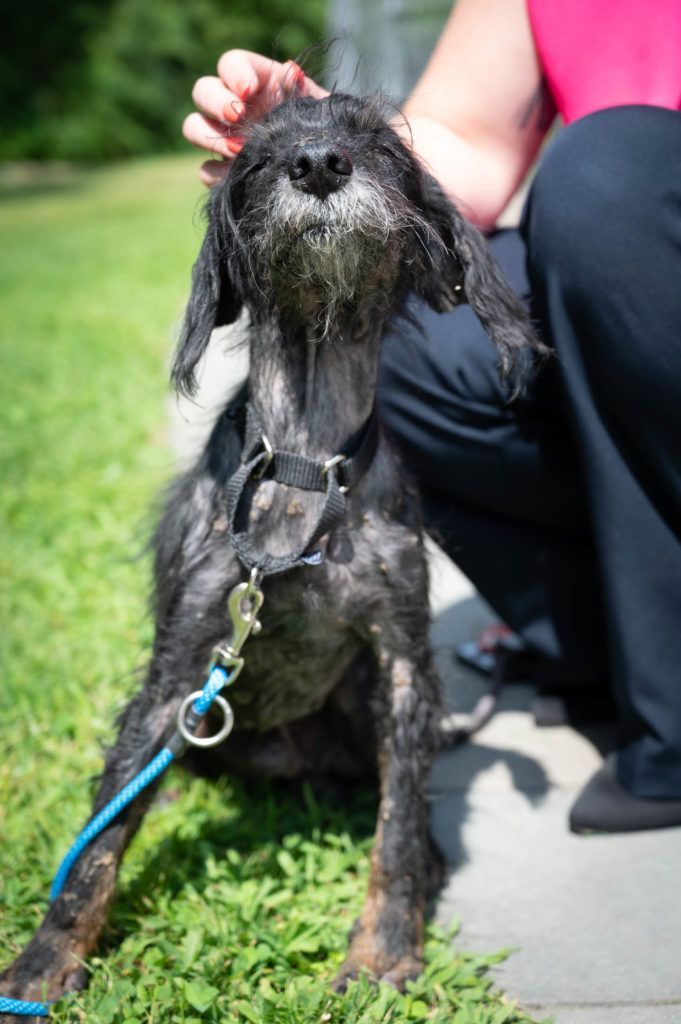 A person is petting a dog on a leash in the grass.