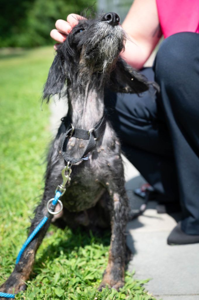 A person is petting a dog on a leash in the grass.