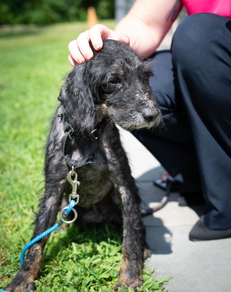 A person is petting a black dog on a leash