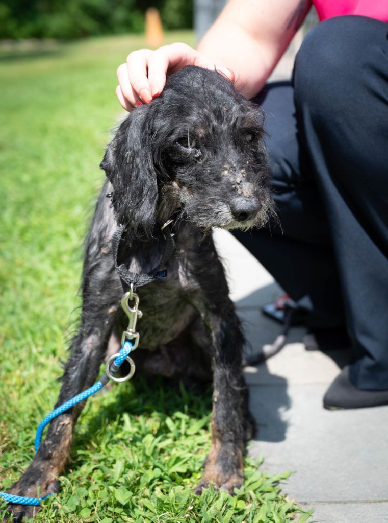 A person is petting a black dog on a leash in the grass.