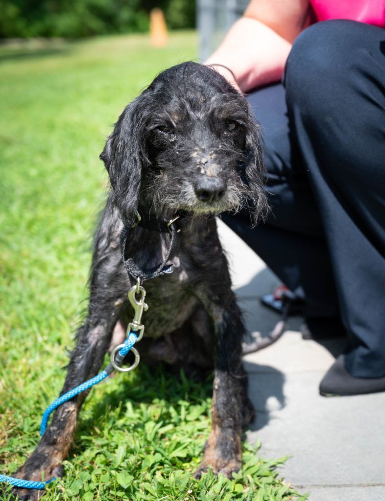 A person is kneeling down next to a black dog on a leash.