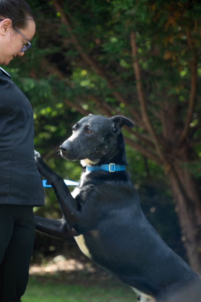 A woman is standing next to a dog that is standing on its hind legs.