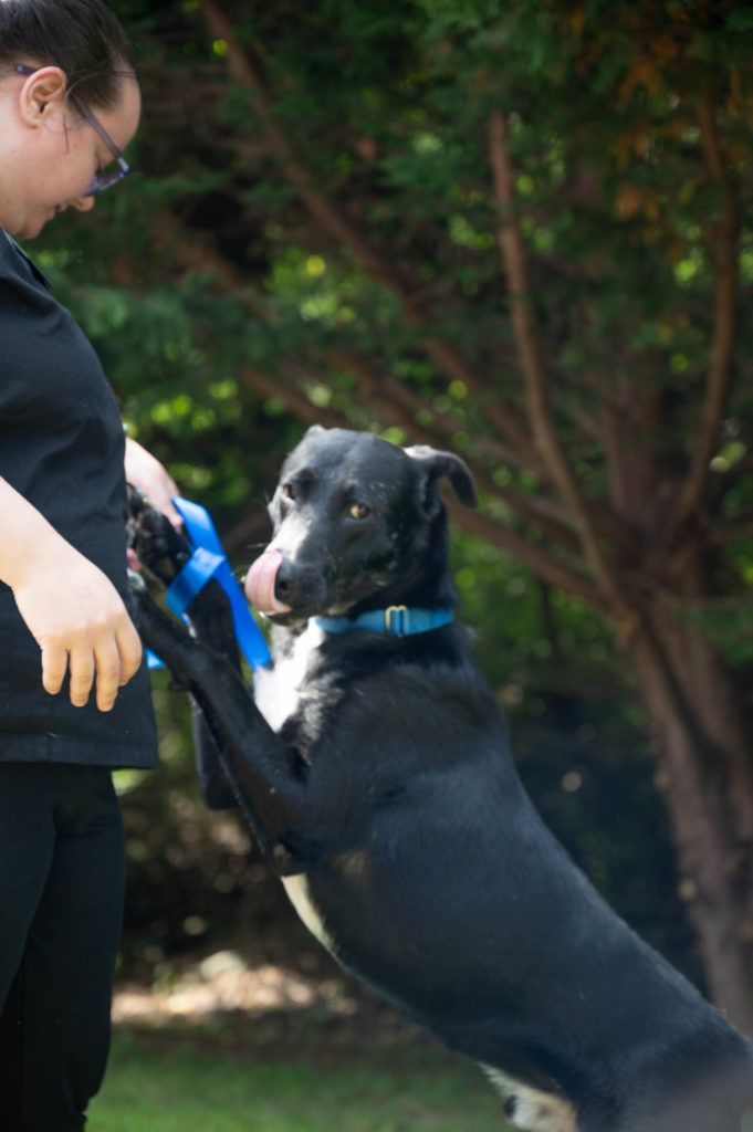 A woman is playing with a black and white dog in a park.