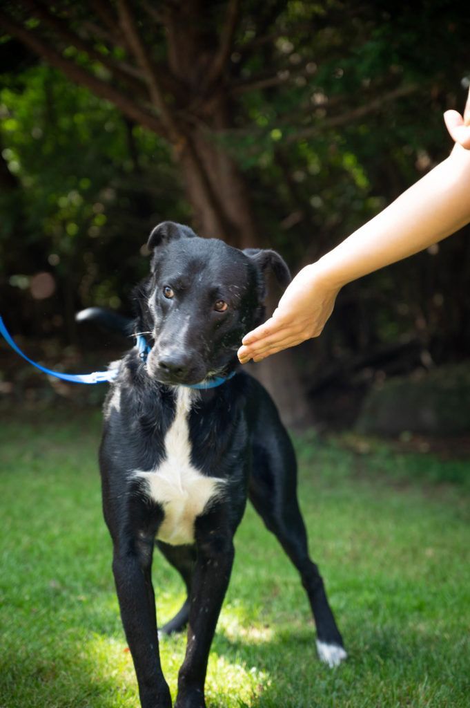 A person is petting a black and white dog on a leash.