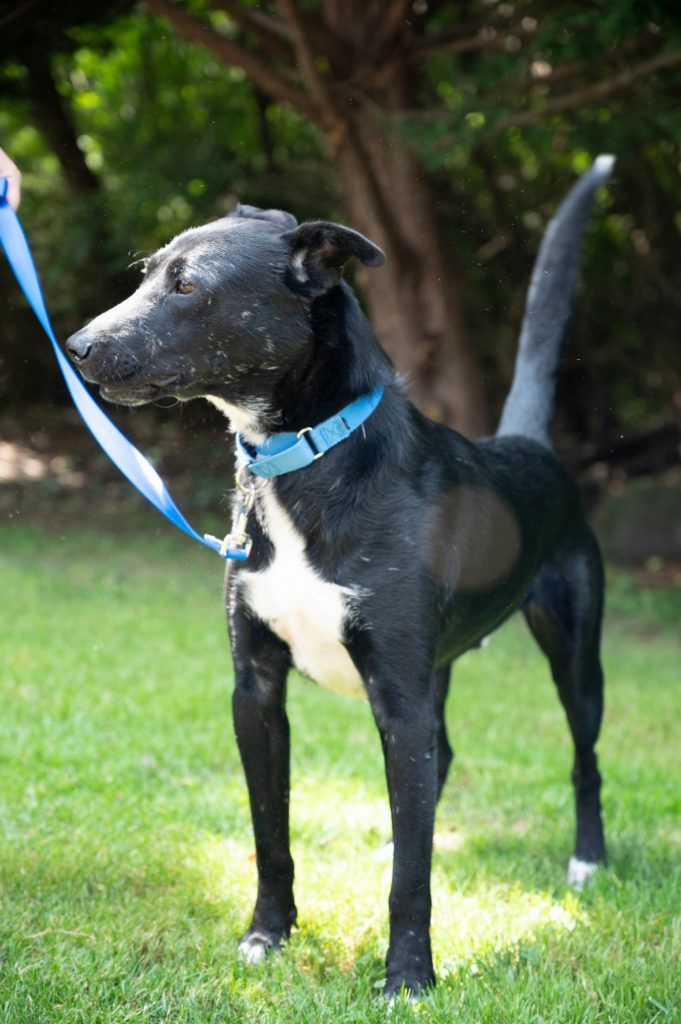 A black and white dog is standing in the grass on a leash.
