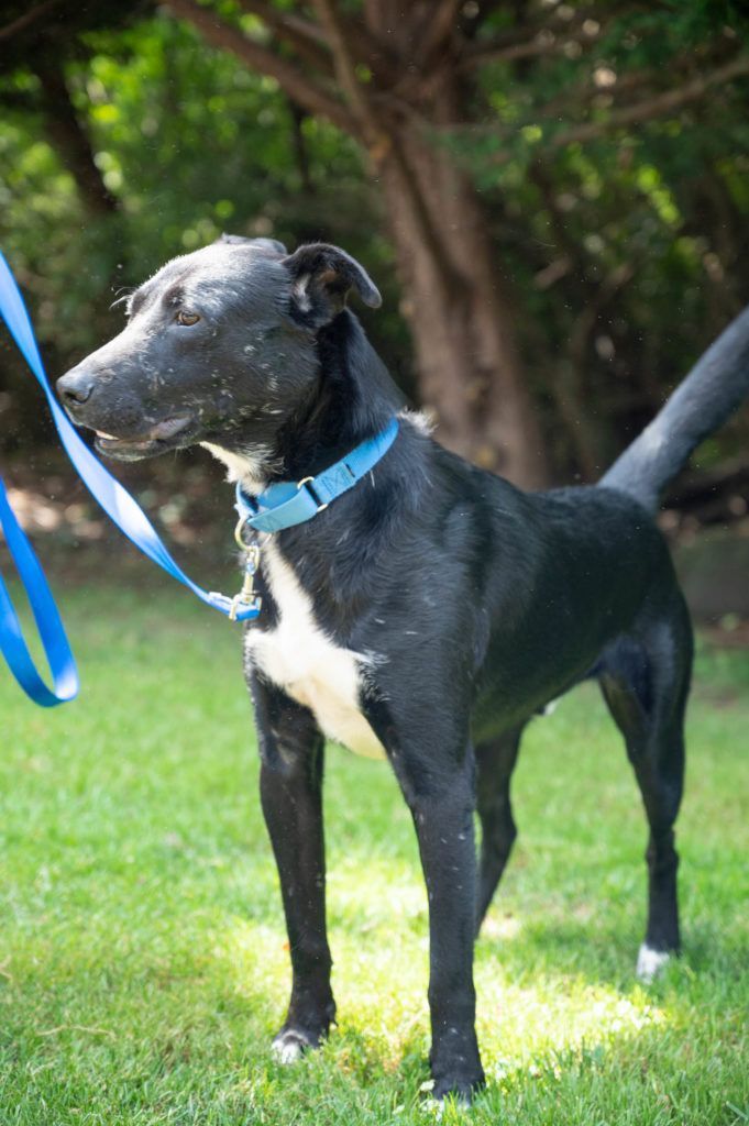 A black and white dog wearing a blue collar and leash is standing in the grass.
