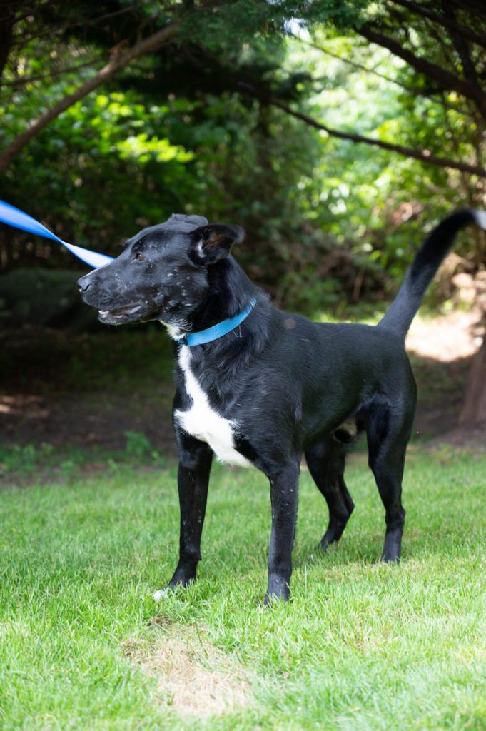 A black and white dog is standing in the grass on a leash.