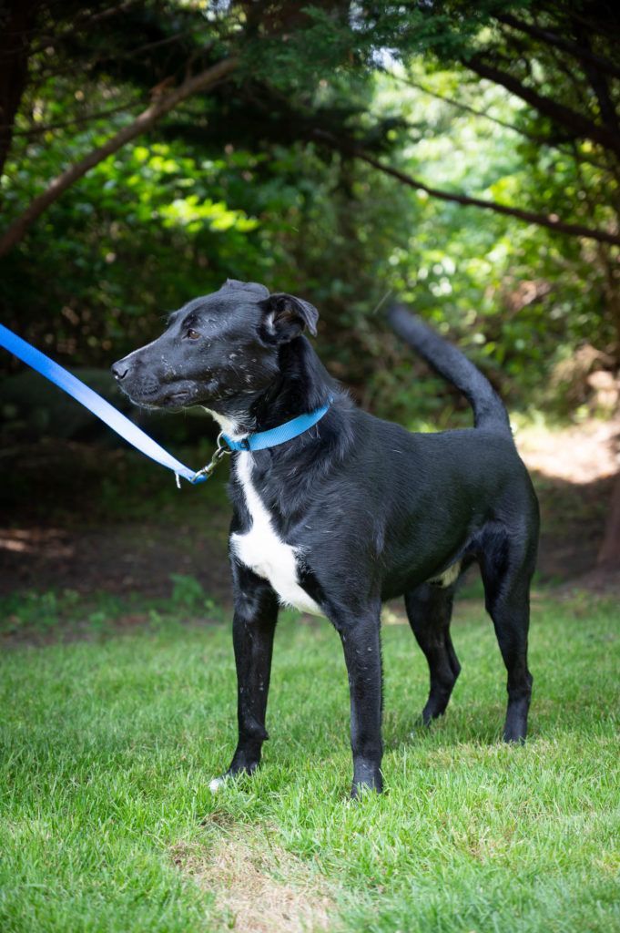 A black and white dog is standing in the grass on a leash.