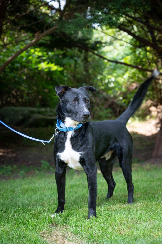 A black and white dog is standing in the grass on a leash.