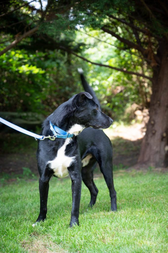 A black and white dog is standing in the grass on a leash.