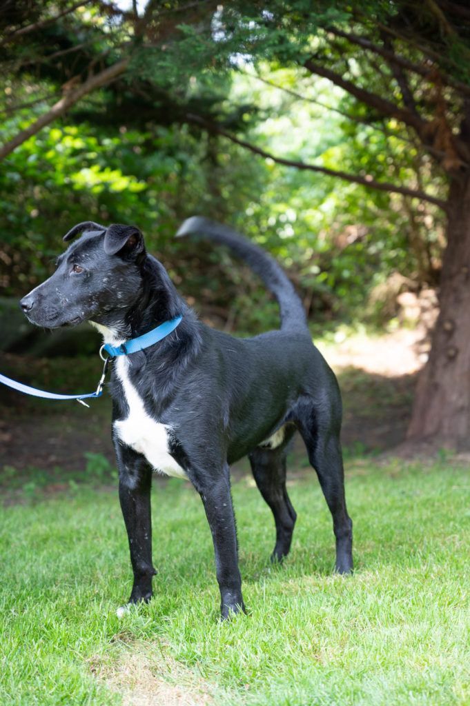 A black and white dog is standing in the grass on a leash.