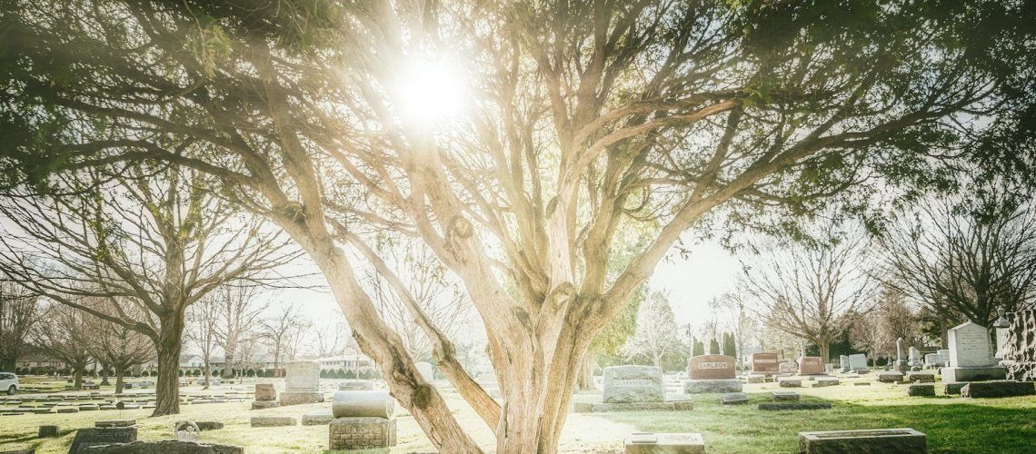 The sun is shining through the branches of a tree in a cemetery.