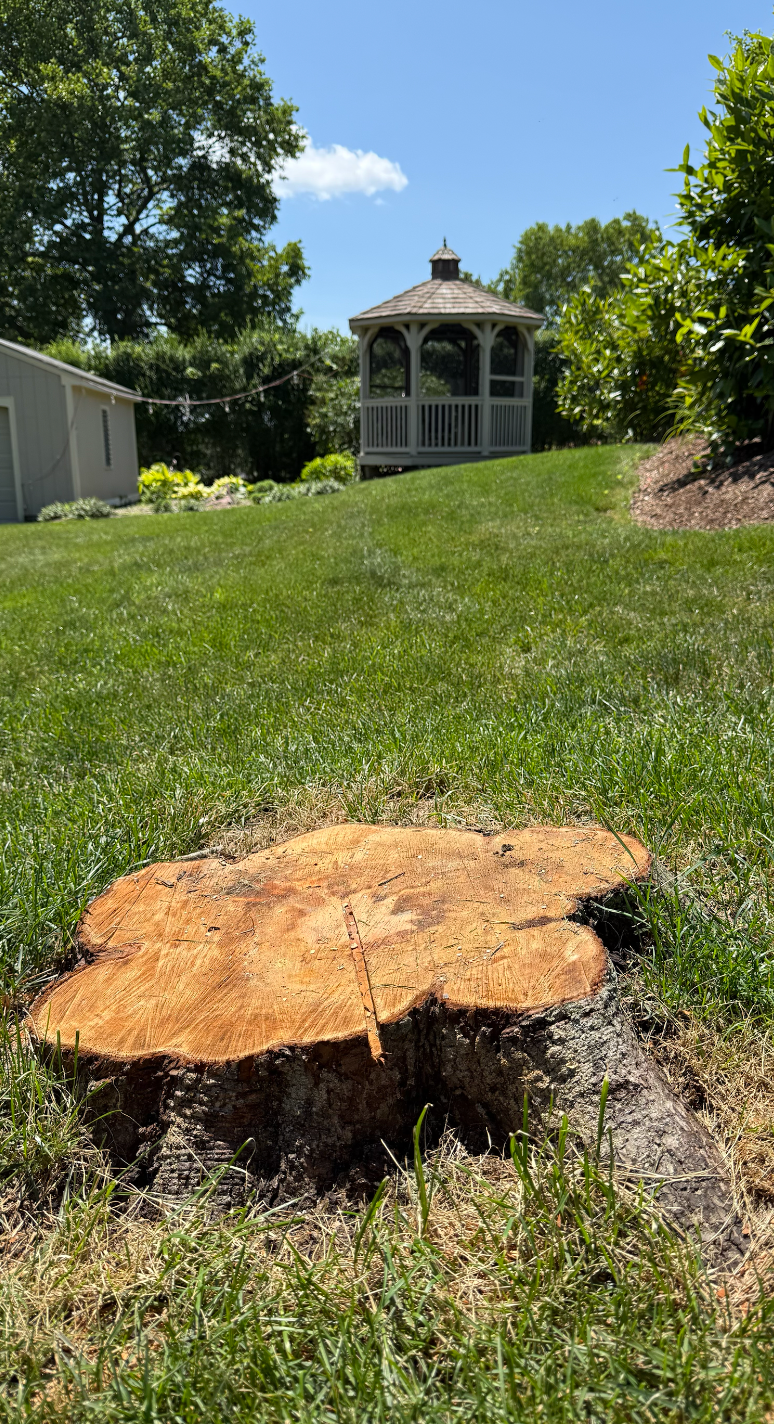 A picture of a stump.