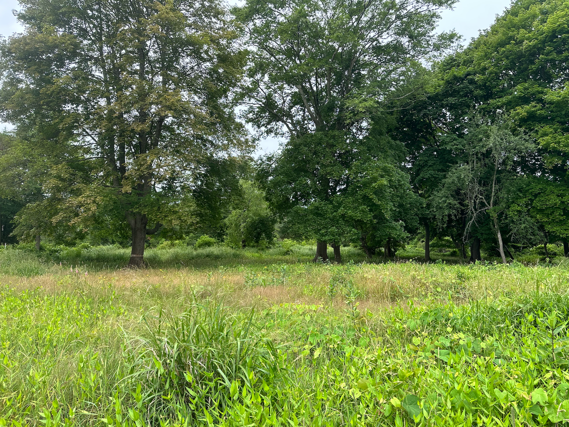 A photo of trees and grass