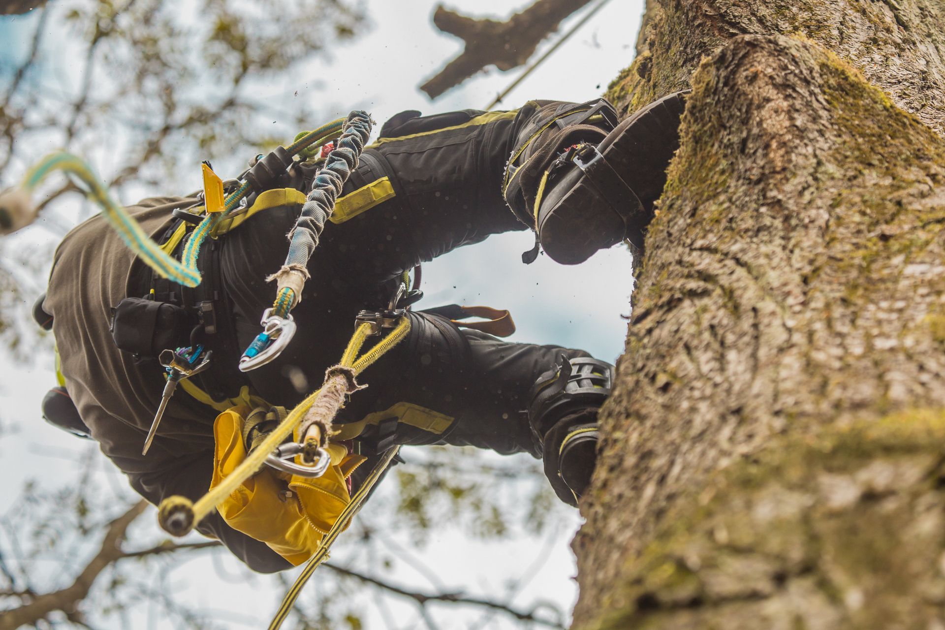 Arborists