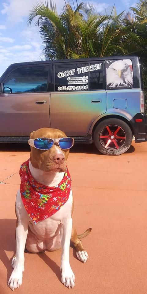 Dog wearing sunglasses and red bandana sitting on a sandy road beside a gray van under a blue sky