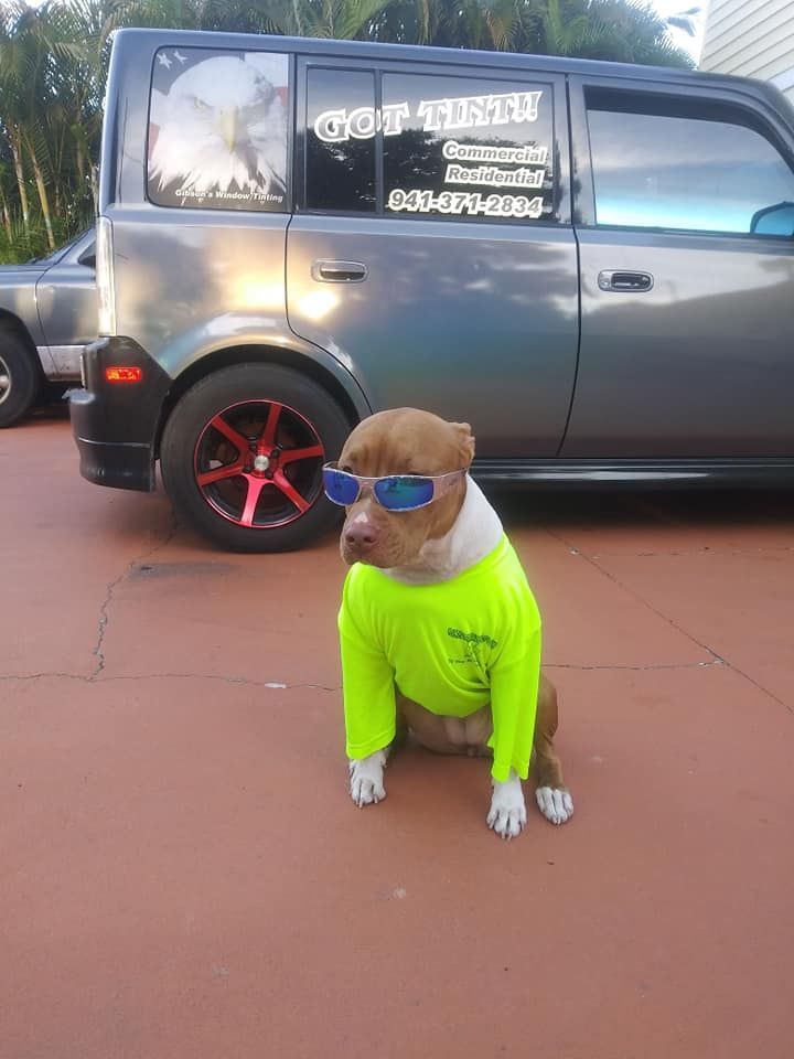 Small dog in neon green shirt and blue sunglasses sitting on a driveway in front of a gray SUV.