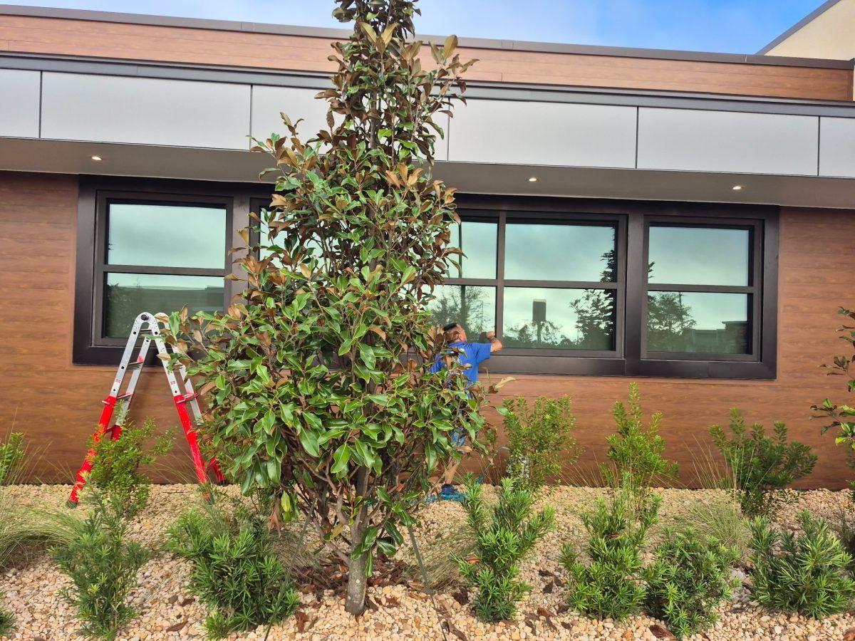 Landscaped building exterior with a tall tree, window, and ladder near a brick wall