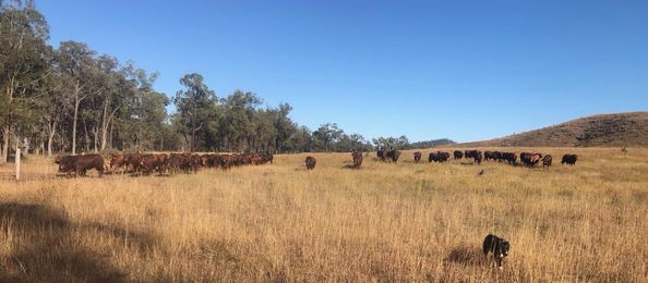 Cow Farm
