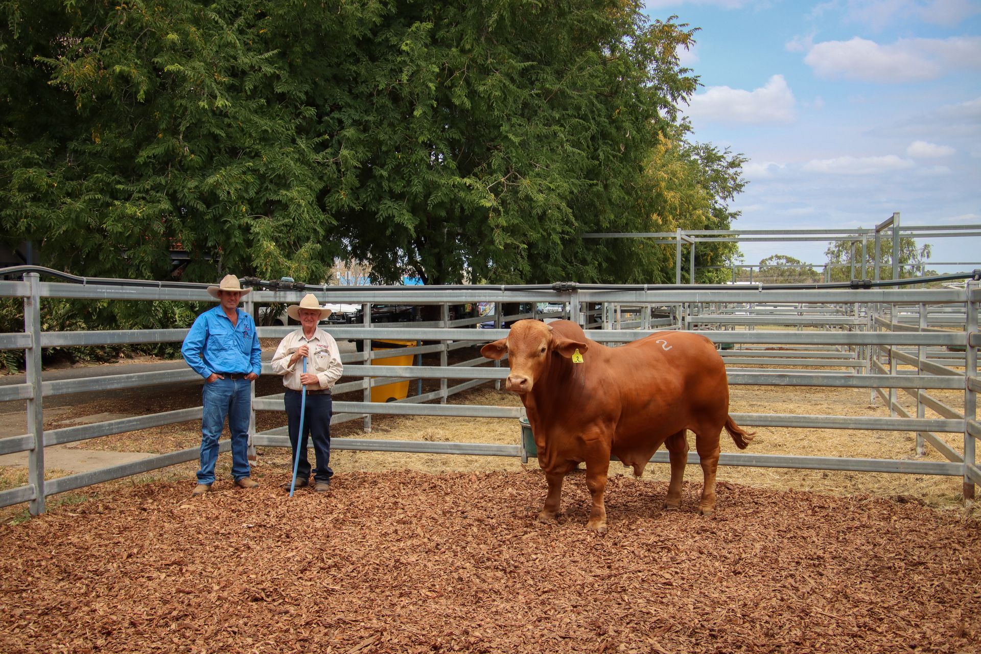 Cap Dm Sale 2021 Top Priced Bull - $30,000 Herd Bull Glenavon 4081 Image Courtesy of Sheree Kershaw