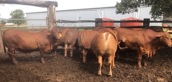 steers