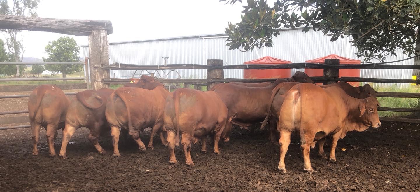 steers