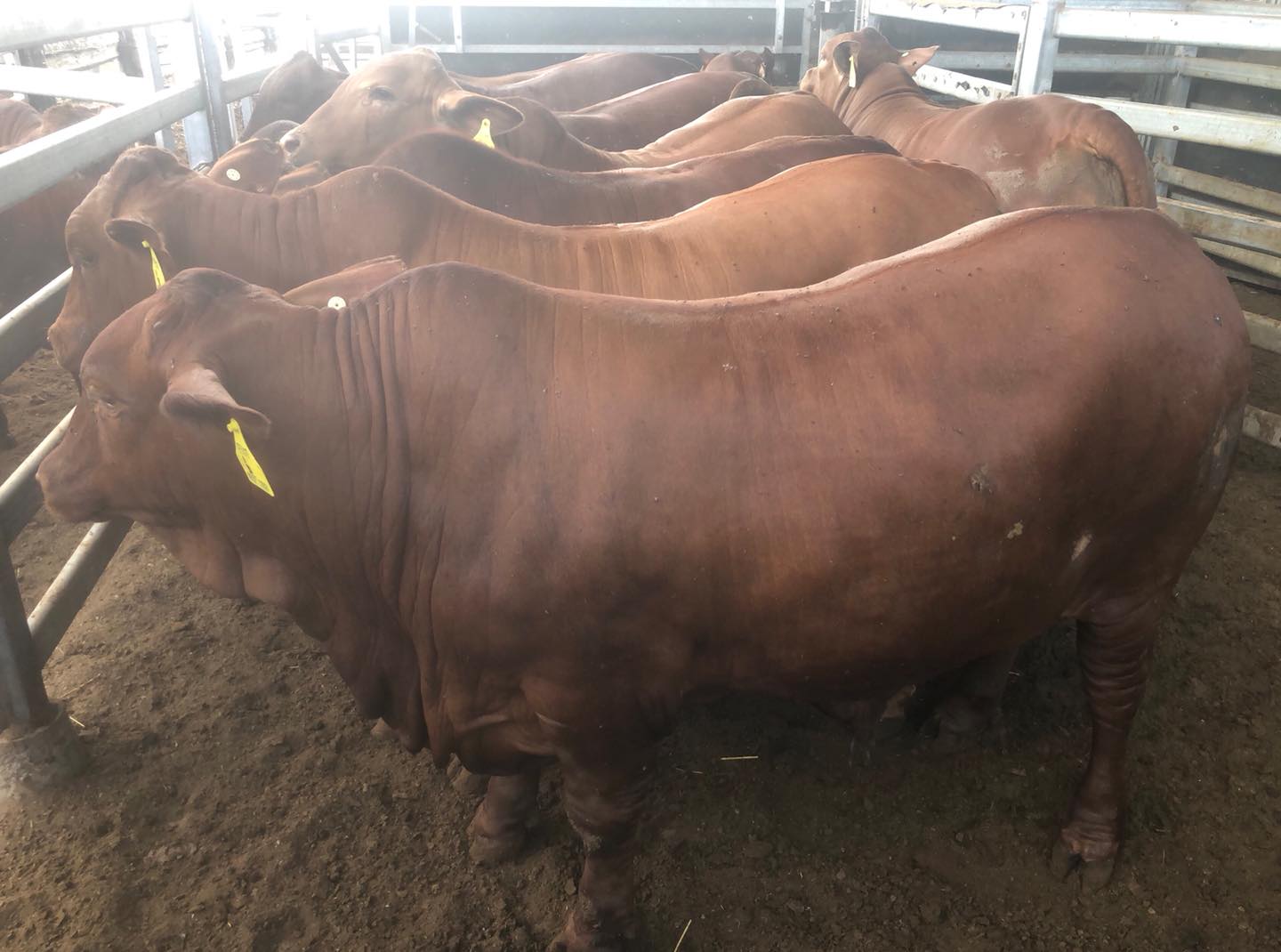 steers