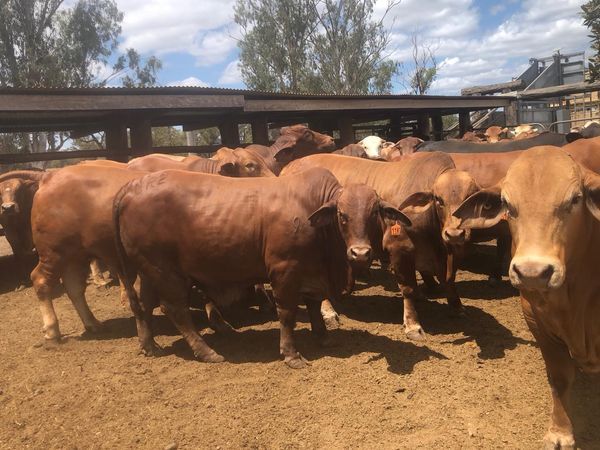 steers