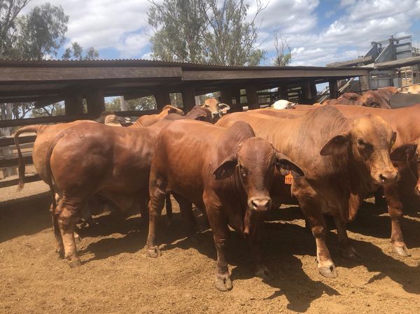 steers