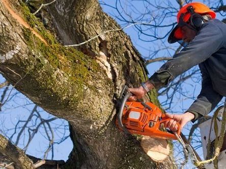 Cutting down tree with chainsaw.